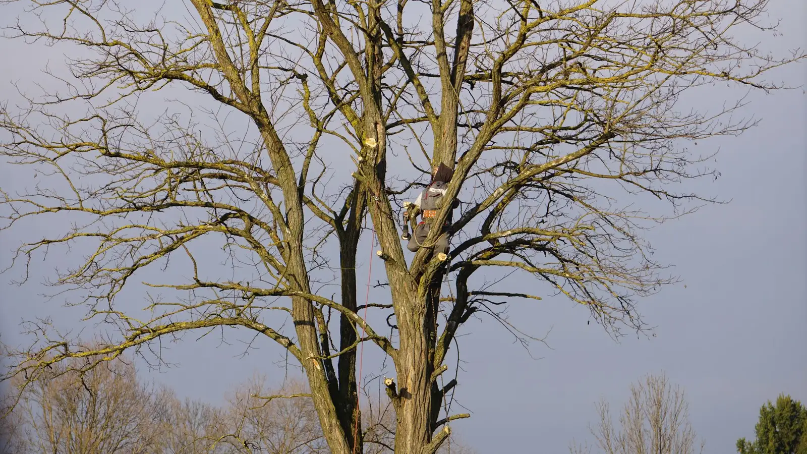 Tree climber working high in a tall tree